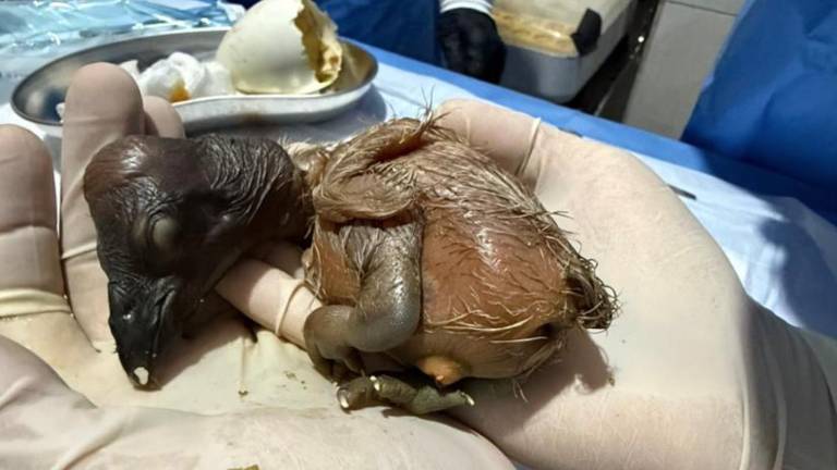 Ecuador registra el segundo nacimiento de un pichón de cóndor andino mediante crianza asistida