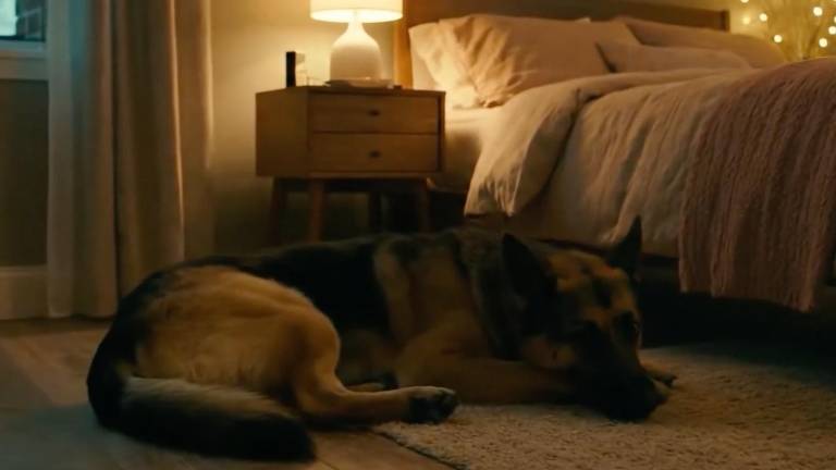 Nueva campaña visibiliza la cómo la pirotecnia dispara el estrés y el extravío de mascotas en Ecuador