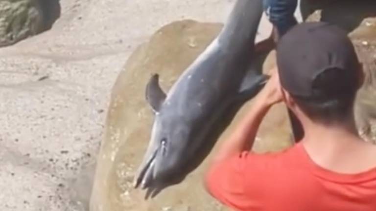Delfín murió tras ser arrastrado y mutilado en la playa de Crucita durante el feriado