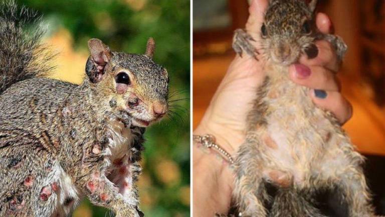 Alarmante brote de 'animales zombis': verrugas en ardillas y conejos despiertan preocupación en EE.UU.