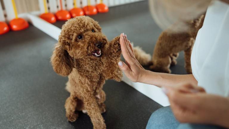 Abren curso gratuito sobre el manejo responsable de perros con conducta temperamental