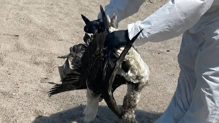 Alerta en la costa de Ecuador: ¿Por qué están apareciendo aves marinas muertas?