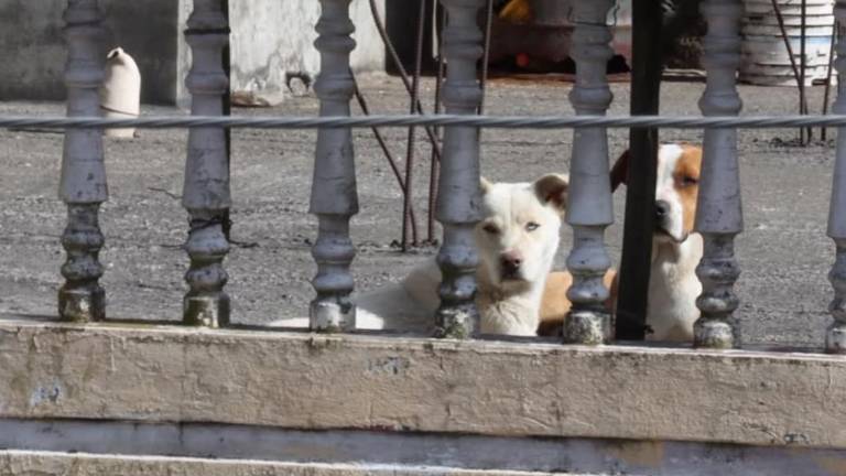 Rescate de perros en Quito: Toby y Looky son salvados gracias a una denuncia en redes
