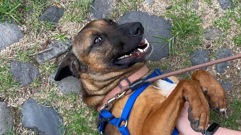 Tras su rescate a 4.600 metros de altura, Cumbre y sus cachorros fueron adoptados