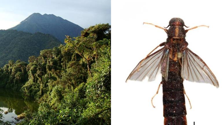 En Napo se descubrió un escarabajo que perfora madera y cultiva hongos