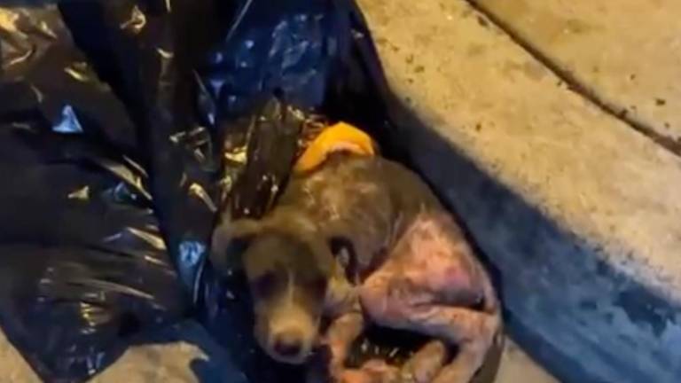 De una funda de basura a una nueva oportunidad: la historia del rescate de Rómulo