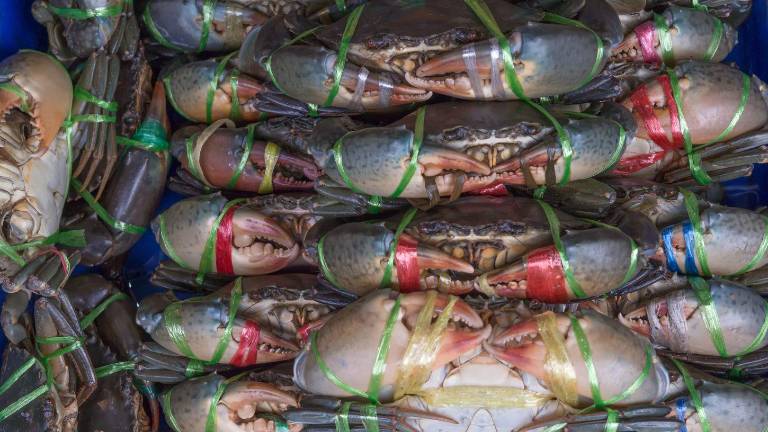 Veda del cangrejo 2026 en Ecuador: calendario oficial y normas vigentes