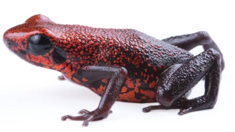 Descubren en Ecuador una especie de rana venenosa que ya se encuentra en peligro por la minería y el tráfico ilegal