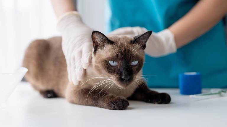 ¿Cada cuánto debe ir una mascota al veterinario? La importancia de los chequeos según expertos