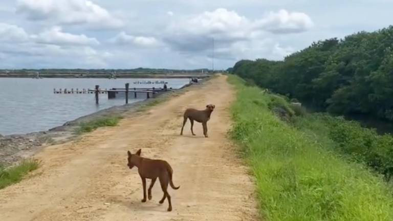 Caso Isla Puná: Proanimal realiza inspecciones y escala acciones judiciales contra presunto maltrato animal