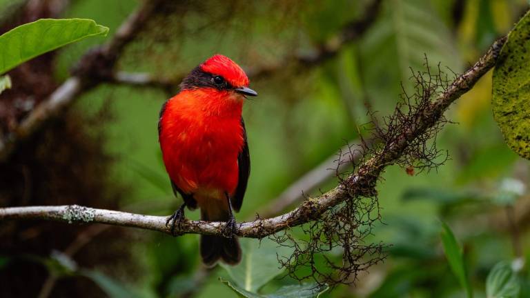 Conservación en Galápagos: registran un incremento histórico en la reproducción del pájaro brujo