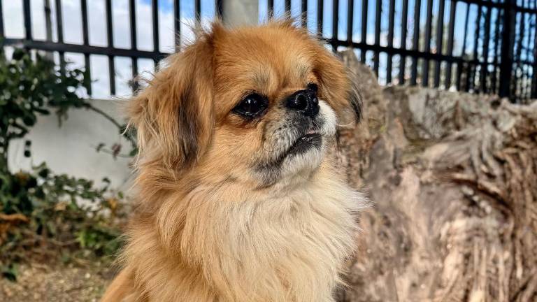 Tras superar un grave maltrato en Quito, Leonel está listo para ser adoptado