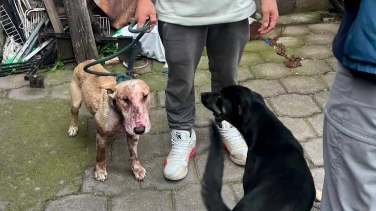 Quito: multa de USD 5.000 por caso de maltrato que terminó con la muerte de un perro
