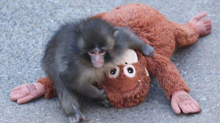 Punch, un macaco japonés, se volvió viral tras aferrarse a un peluche luego de ser rechazado por su madre.