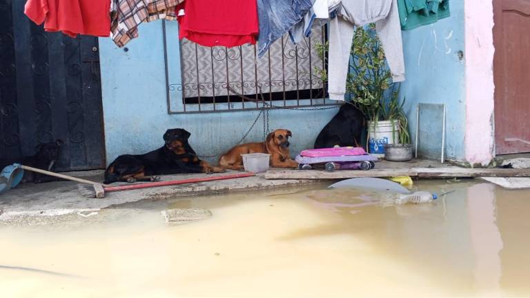 Emergencia en Babahoyo: animales de compañía, las otras víctimas del invierno