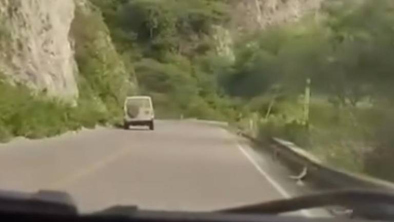 Ministerio de Ambiente denuncia a responsable de atropellar a un venado en Loja