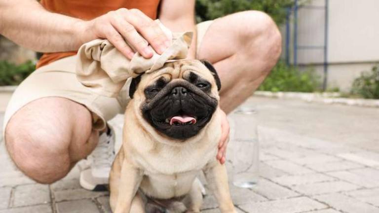 Guayaquil enfrenta temperaturas altas y radiación intensa: ¿cómo afecta a tus mascotas la ola de calor?