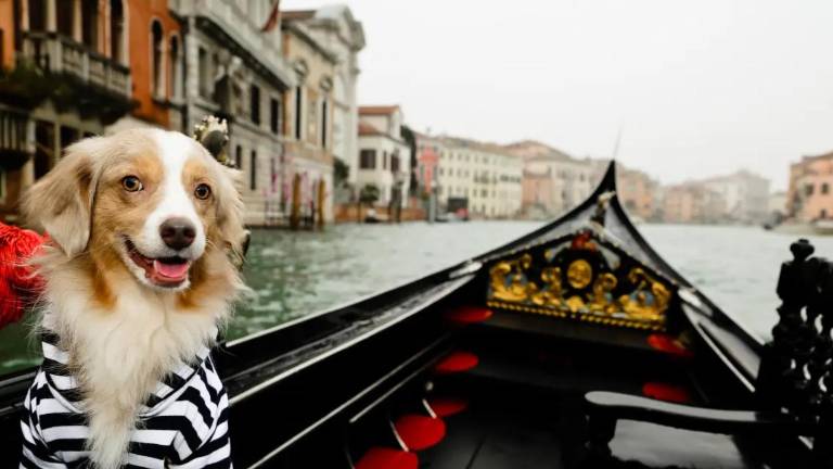 Italia aplicará un impuesto diario a los turistas que viajen con perros desde 2026