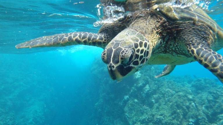 Fenómeno de El Niño: el océano se calienta y pone en riesgo la biodiversidad de Galápagos