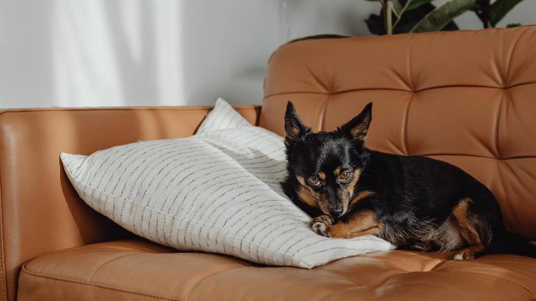 ¿Vives en departamento? Conoce los perros ideales para espacios pequeños y cómo garantizar su bienestar