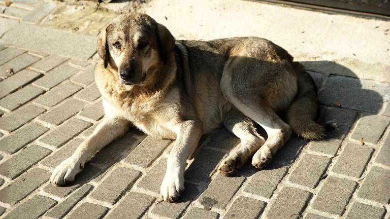 Detienen a un sospechoso por la muerte de un perro en Chone