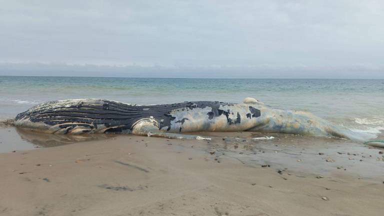 Ballena jorobada fue hallada muerta en Santa Marianita, Manta: esto es lo que se sabe