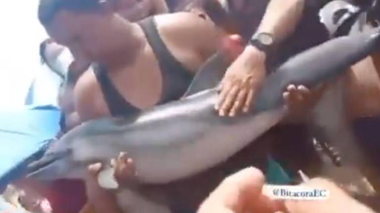 Delfín fue exhibido en una playa de Puerto López.