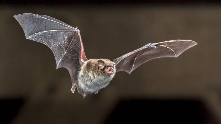 Ocho especies de murciélagos convierten al Jardín Botánico en un santuario de biodiversidad