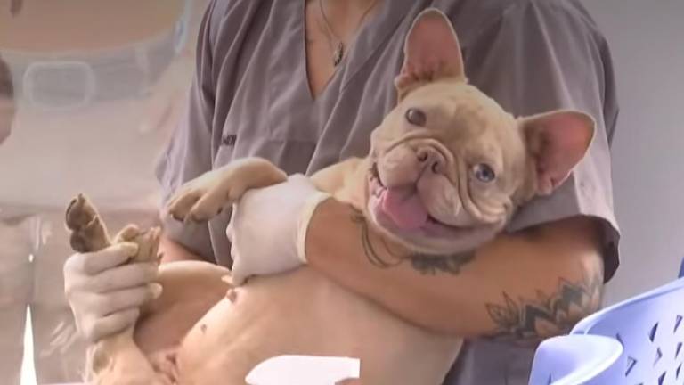 Criadero clandestino en Perú: ¿qué pasará con los 47 perros rescatados y cómo avanza el caso?
