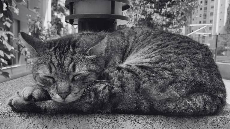 Guayaquil: denuncian que siete gatos murieron tras un envenenamiento