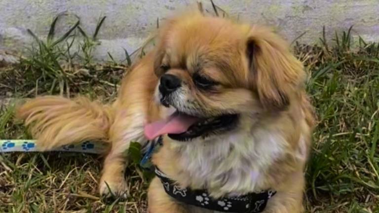 Leonel, el perro rescatado por maltrato en Quito, ya estárecuperado