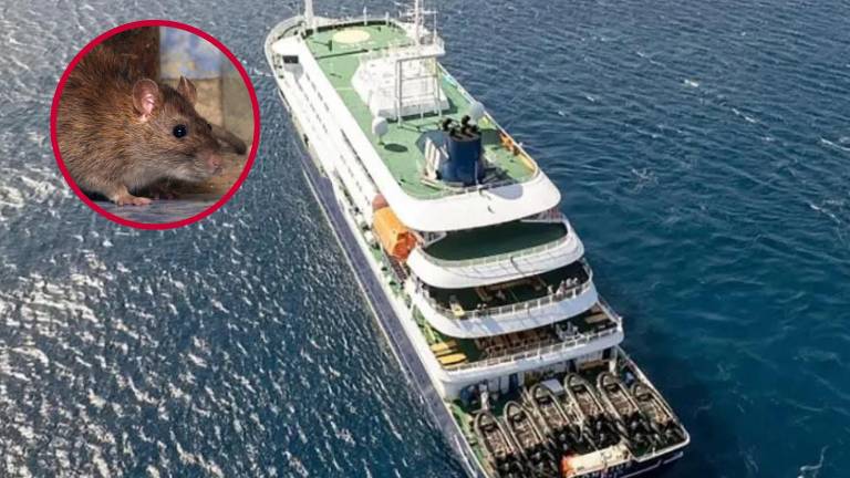 Hantavirus se propagó entre humanos: confirman que virus que causó 3 muertes en crucero es de cepa transmisible