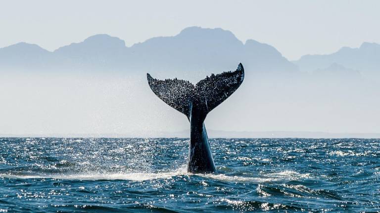 Sin rastros de la ballena azul en Galápagos: El Niño altera la ruta del gigante marino