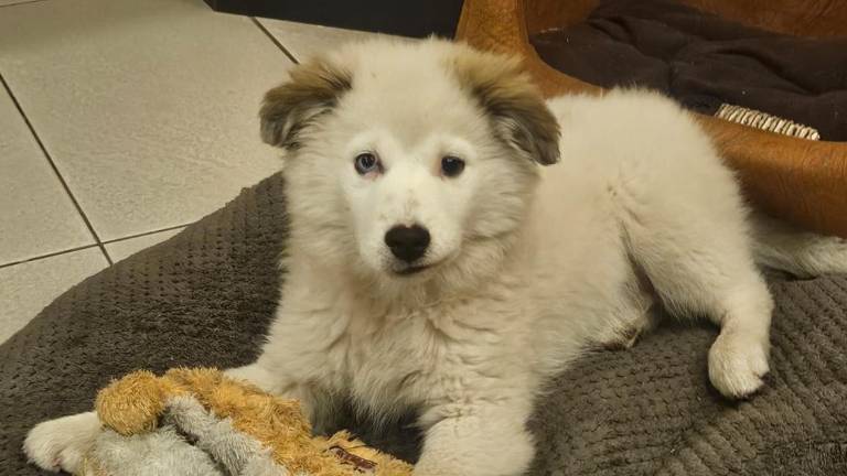 Quito vuela a Estados Unidos para reunirse con su nuevo dueño, integrante del equipo de Shakira