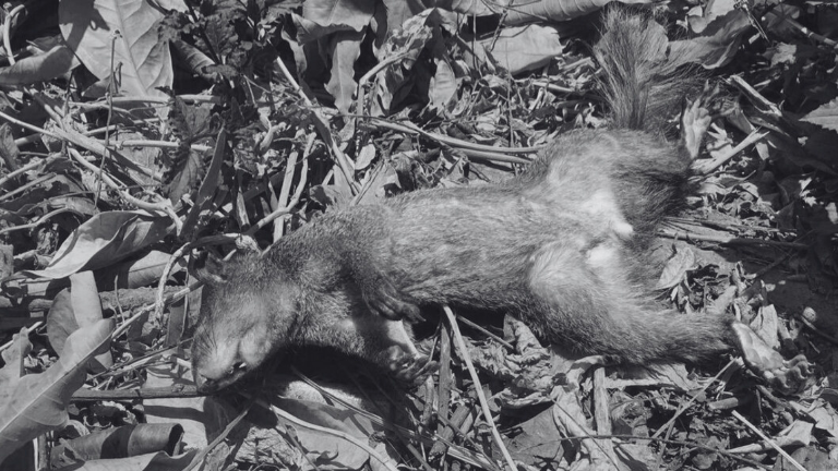 Denuncian muerte de ardillas en Lomas de Urdesa,Guayaquil, tras jornada de fumigación