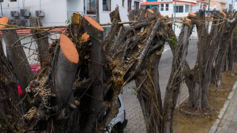 Municipio de Guayaquil impone multa por poda irregular de nueve árboles en Las Garzas y ordena reponer los ejemplares