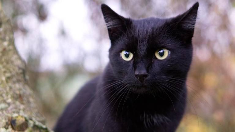 Municipio de Guayaquil lanza campaña para proteger a los gatos negros durante Halloween
