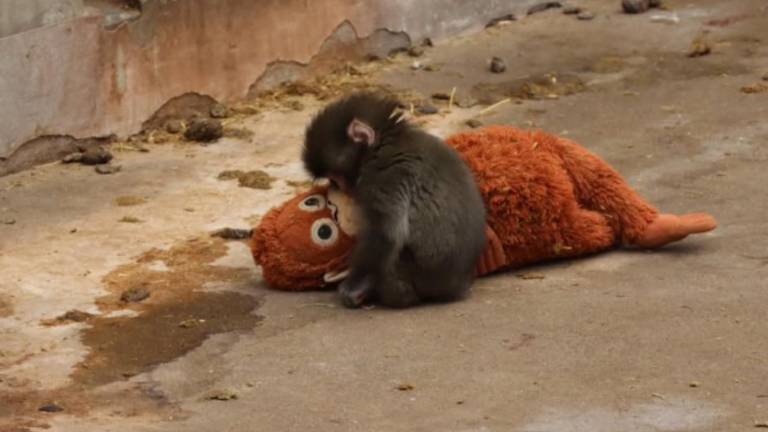 Punch, el macaco que se volvió viral por aferrarse a un peluche para enfrentar la soledad