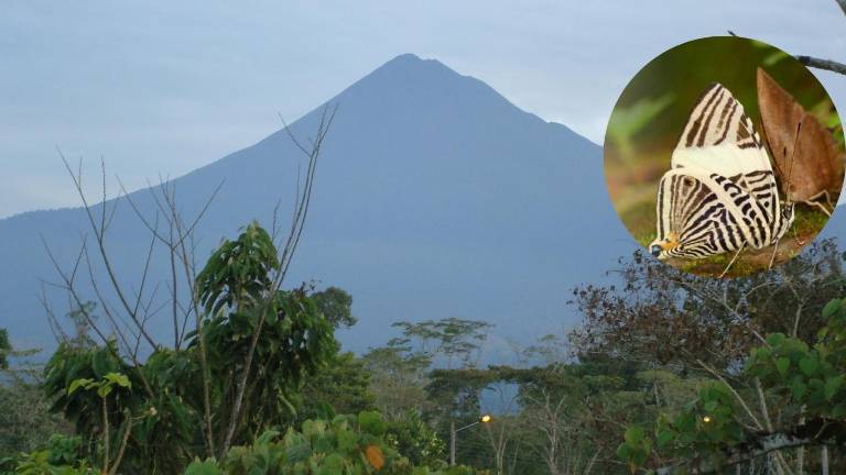Un estudio documenta 151 especies de mariposas en una zona protegida de Ecuador