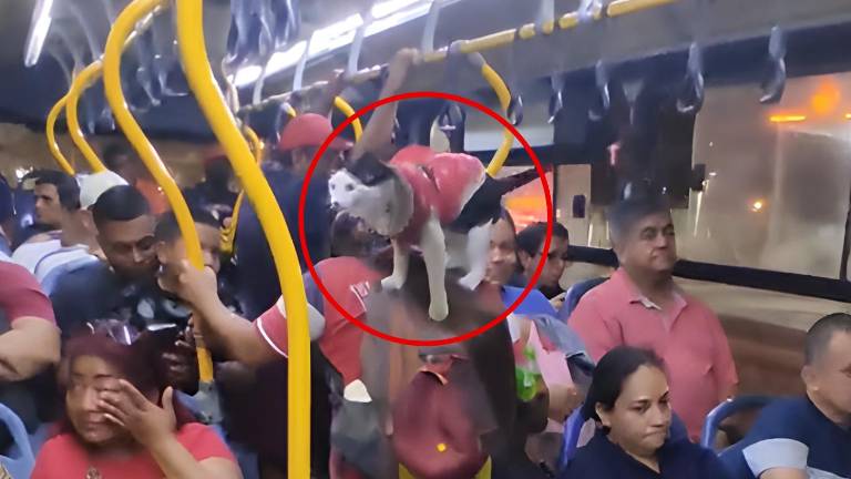 Explotación animal en la Metrovía: Municipio rescata a una gata en Guayaquil