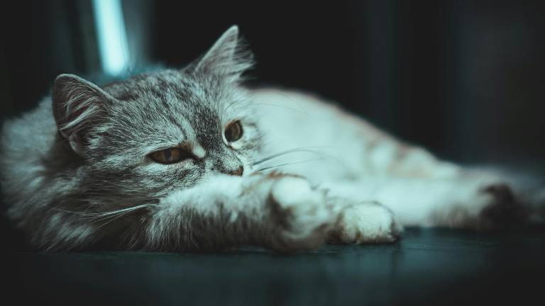 6 razones por las que un gato deja de comer y cuándo se considera una emergencia