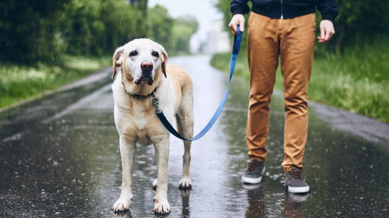 ¿Cómo proteger la salud de perros y gatos durante los días de lluvia en Ecuador?