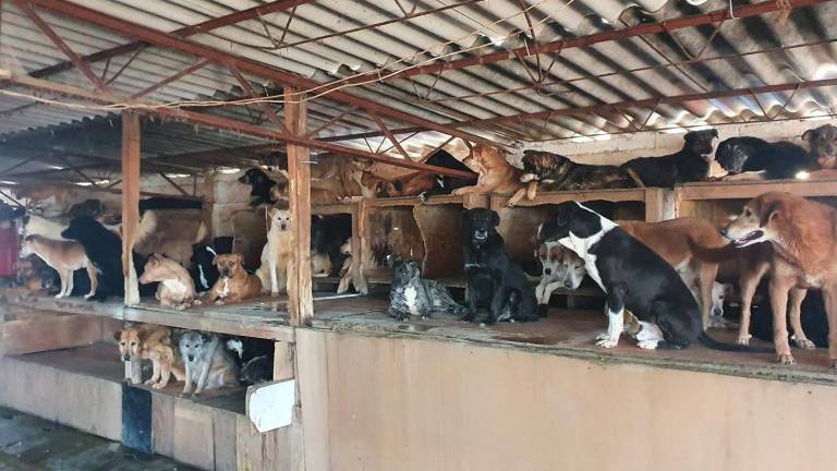 México, Brasil y Argentina lideran la crisis de abandono canino en América Latina