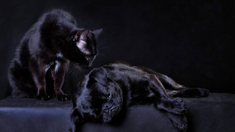 Guayaquil: ¿por qué piden proteger a los perros y gatos negros y blancos durante octubre?