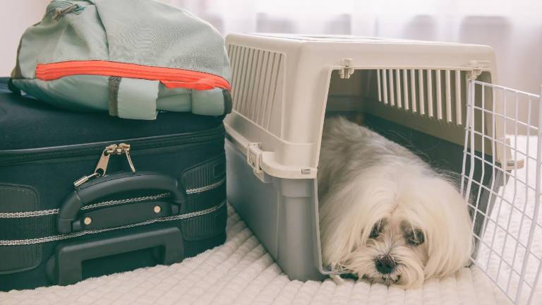 Polémica en Europa: una sentencia considera a los perros como 'equipaje' en los vuelos