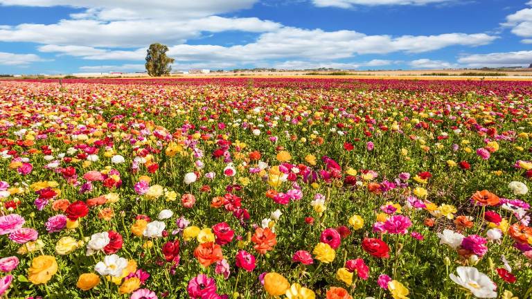 ¿Por qué varía la fecha del equinoccio cada año? El inicio de la primavera este 2026