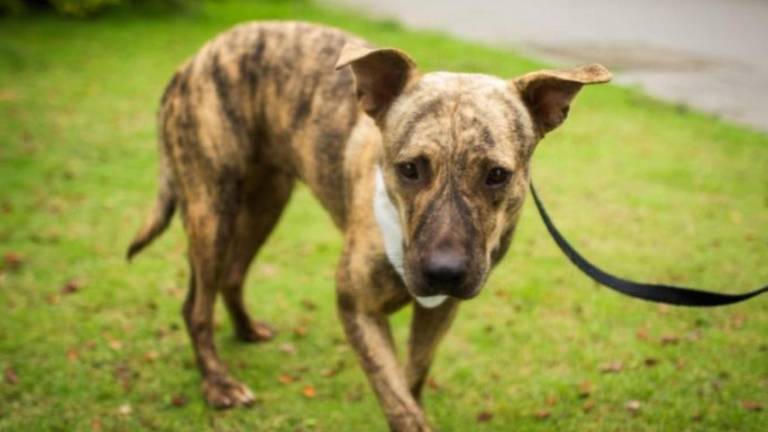 Municipio abrió 388 expedientes por maltrato animal en 2025, el año con más sanciones en Guayaquil