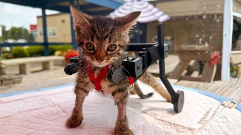 Conoce la historia de Gelato, el gatito con discapacidad que aprendió a caminar gracias a carritos de juguete