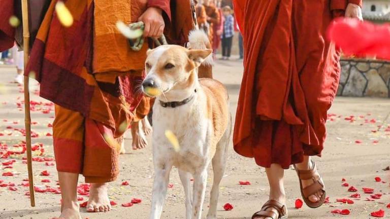 De las calles de la India a una caminata por la paz: Aloka, el perro que cruzó EE. UU. junto a monjes budistas