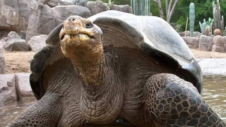 Gramma, la icónica tortuga de Galápagos del Zoológico de San Diego, murió a los 141 años